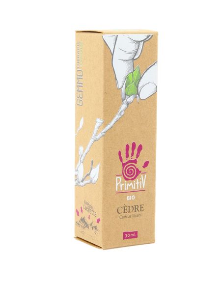 Cèdre du Liban Cedrus libani