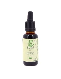 Hetre Fagus sylvatica 2